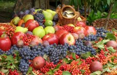 В Крыму собрано около 30 тыс. тонн винограда и фруктов