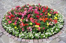 В Ялте посадили почти 87 тыс. цветов