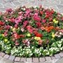 В Ялте посадили почти 87 тыс. цветов