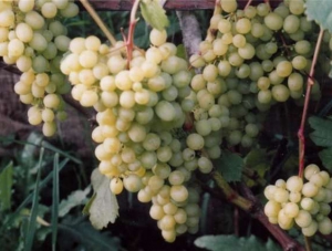 В Алуште произойдёт фестиваль «Виноградные сезоны»