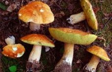 За сутки в Крыму три человека отравились грибами