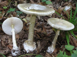 В Крыму двое мужчин отравились грибами