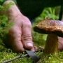 За сутки в Крыму трое отравились грибами