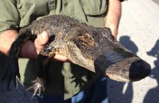У фотографа-живодера в Сакском районе отобрали крокодила