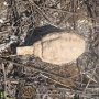 В лесу под Ялтой грибники нашли гранату