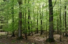 В Алуште незаконно распорядились 7 га леса