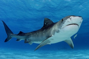 У крымских берегов поселилась тигровая акула?