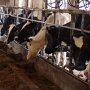С начала года поголовье крупного рогатого скота в Крыму возросло на 15%