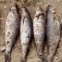 Керченская рыбоохрана задержала браконьера с сетью