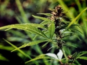 Крымская бабуля «закатала» на зиму бутыль марихуаны