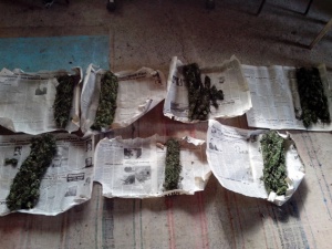 В Красногвардейском районе милиция «собрала» 30 кг марихуаны