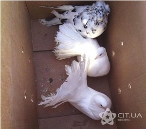 «Фотоживодеры» из Ялты выбросили голубей на свалку: несколько птиц погибли