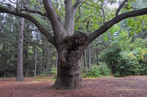 В Крыму под охрану возьмут 46 уникальных древних деревьев