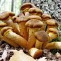 Леса под Севастополем «усеяны» грибами
