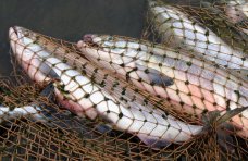 В Сакском районе задержали рыболова-нарушителя