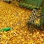 Крымчан призвали не сжигать опавшие листья
