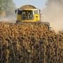 Крым стал лидером по росту урожая подсолнечника и картофеля