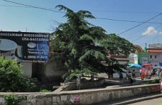 Прокуратура установит виновных в уничтожении ливанского кедра в Симферополе