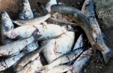 На озере в Сакском районе браконьер наловил рыбы на 55 тыс. гривен.