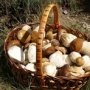 В Крыму установят норму для грибников и собирателей ягод