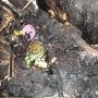 В Севастополе на пожаре погиб мужчина