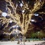 В Симферополе устроили праздничную подсветку 600-летнего дуба