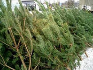 В Столице Крыма открыли 36 пунктов продажи новогодних елок
