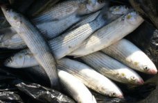 На озере Сасык-Сиваш поймали браконьера с 17 кг рыбы