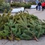 За праздники крымские лесхозы «срубили» полмиллиона