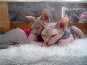Сколько в Крыму стоят «модные» кошки
