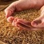 В Крыму в прошлом году собрали 764,8 тыс. тонн зерновых культур