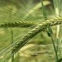 В Крыму 80% озимых зерновых в хорошем состоянии