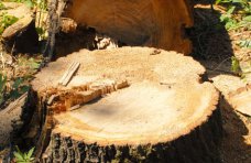 Предприятие заплатит 24 тыс. гривен. за вырубку деревьев и кустов в Мисхоре