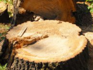 Предприятие заплатит штраф за вырубку деревьев в Мисхоре