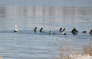 В Керчи зимует кудрявый пеликан