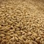 Районы Крыма закупят почти 50 тыс. тонн зерна