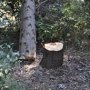 Прокуратура разберется в случае вырубки деревьев в Алупке