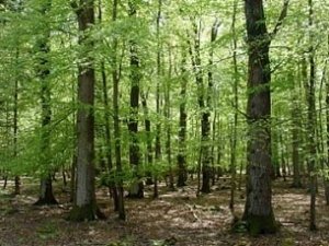 Алуште вернули лес на три миллиона гривен
