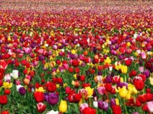Тюльпаны «выйдут» на парад в Крыму