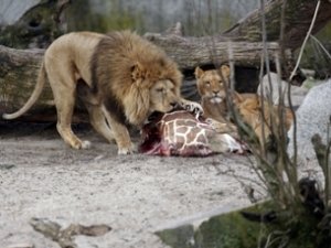 Львов убили, «чтоб они не умерли»