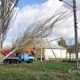 В Керчи из-за ветра тополь рухнул на линии электропередач