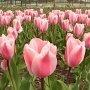 В Никитском ботаническом саду начинает свою работу выставка тюльпанов