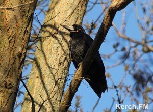 В Молодежном парке Керчи поселилась колония шумных каркающих птиц