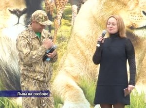 Традиционный выпуск львов из зимних вольеров в парке «Тайган прошёл