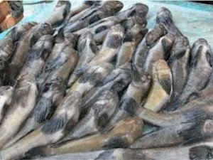 Рыбинспекторы «обезоружили» браконьеров в Крыму