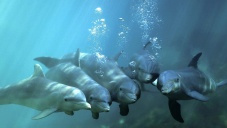 Россия возьмет на службу боевых дельфинов из Севастополя