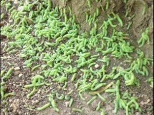 Симферополь объедают гусеницы