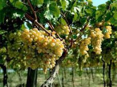 В Крыму планируют провести инвентаризацию виноградников