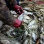 В Азовском море задержали маскировавшихся под учёных браконьеров