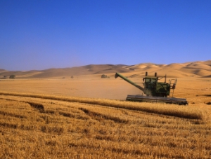 В Крыму рассчитывают на урожай в 980 тыс. тонн зерна